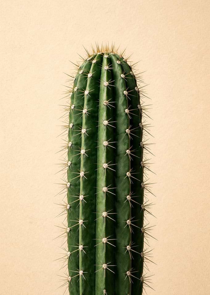 Close-up of a Green Cactus