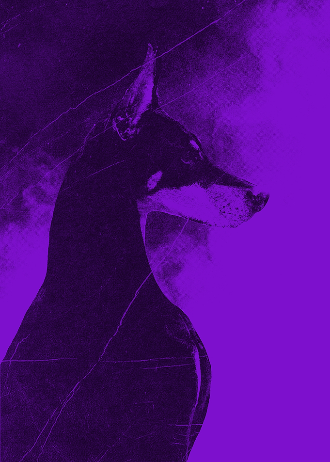 Purple Doberman Portrait