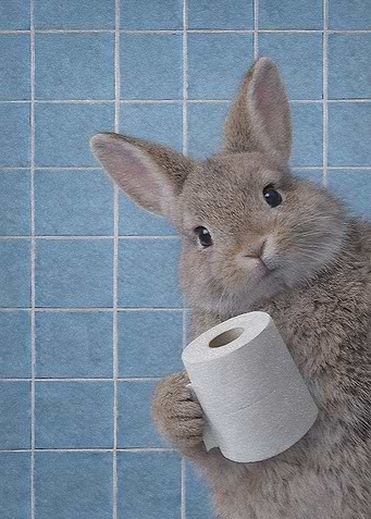 Rabbit holding toilet paper