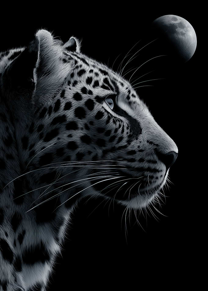 Leopard and Moon in Darkness