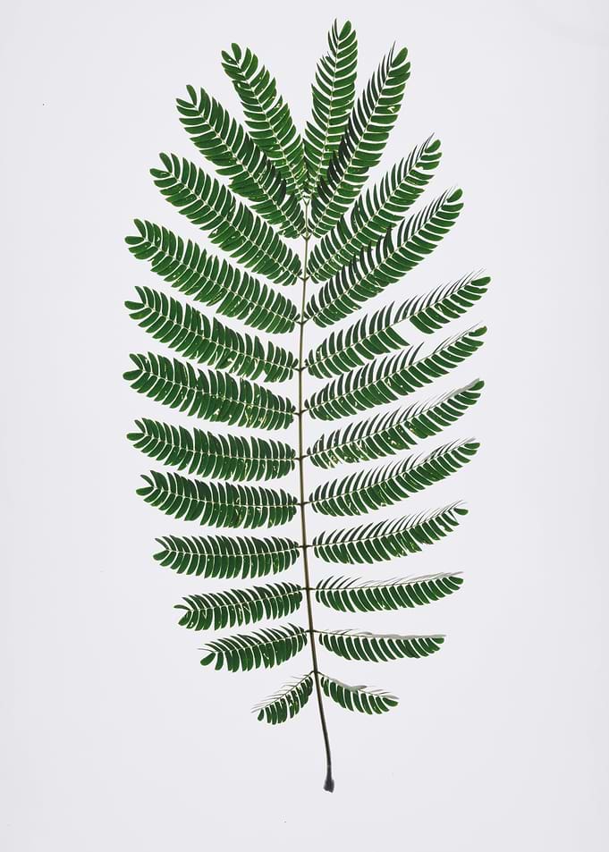 Green Fern Leaf on White Background
