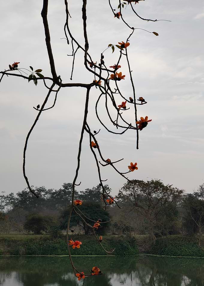 Orange Flowers on Tree Branches Over Water