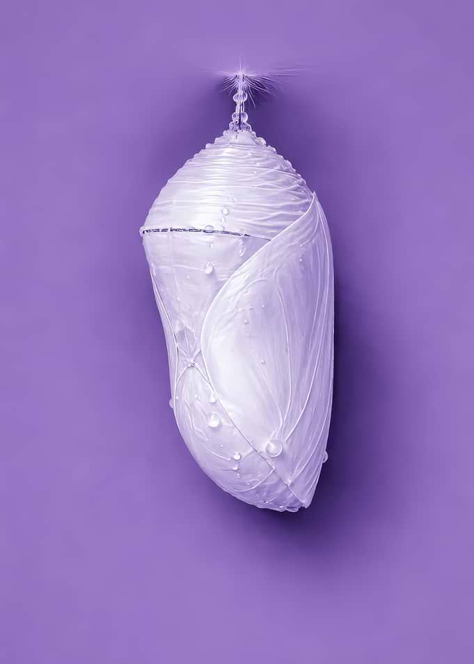 Monarch Butterfly Chrysalis