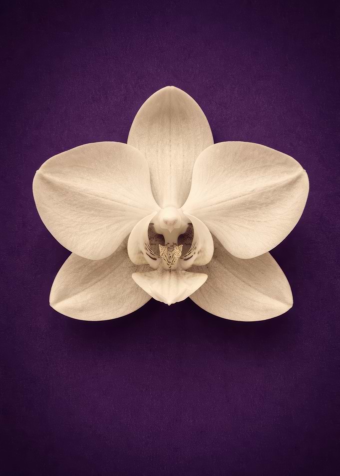 Single White Orchid on Purple Background