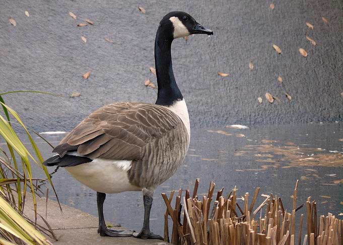 Goose by the Water