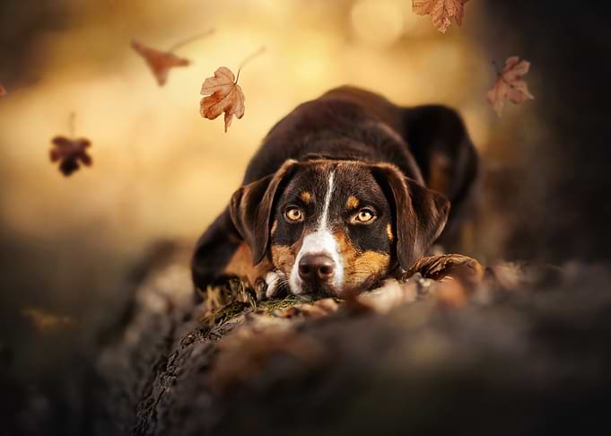 Dog in Autumn Leaves
