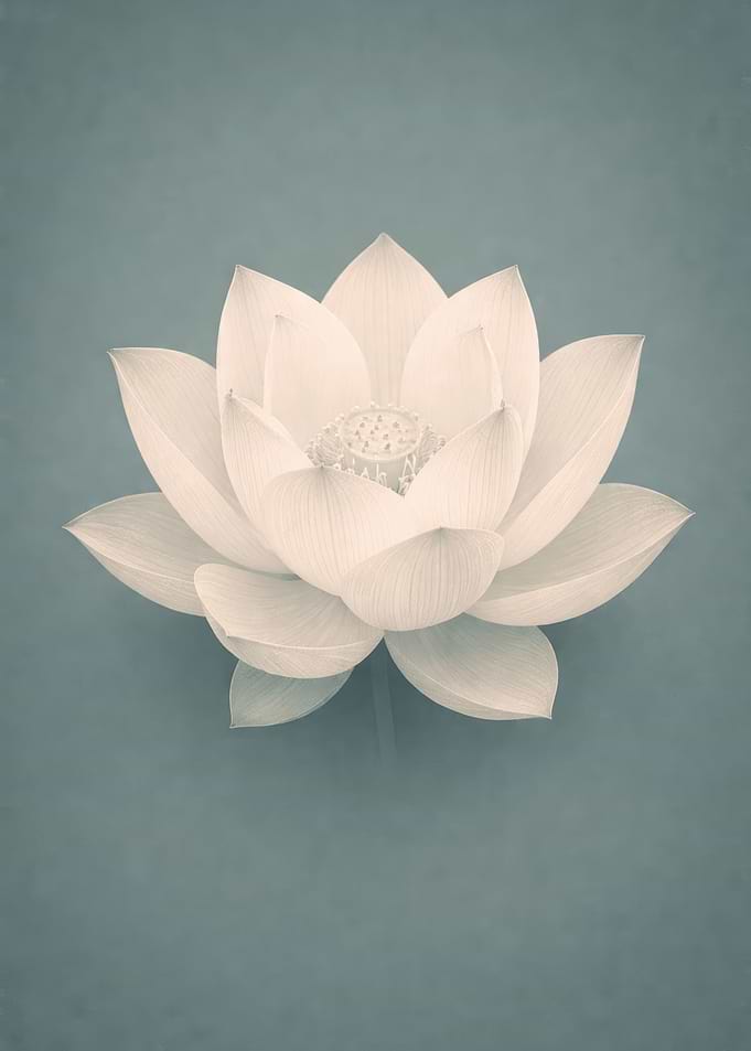 White Lotus Flower on Teal Background
