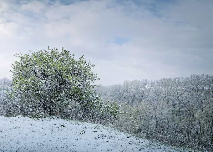 Snowy Spring Landscape with Blooming Tree