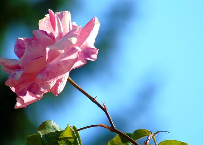 Pink Rose Against Blue Sky
