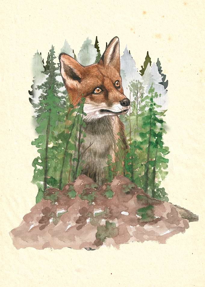 Fox in a Forest