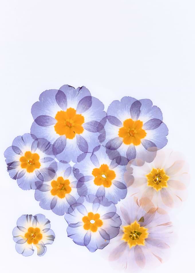 Pressed Flowers Arrangement