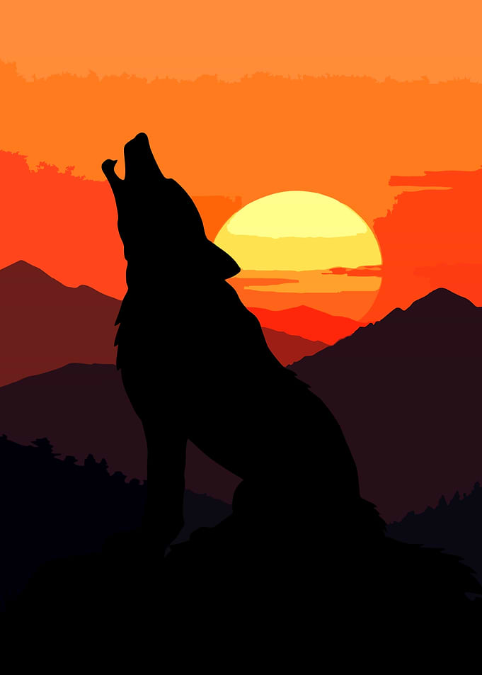 Wolf howling at sunset