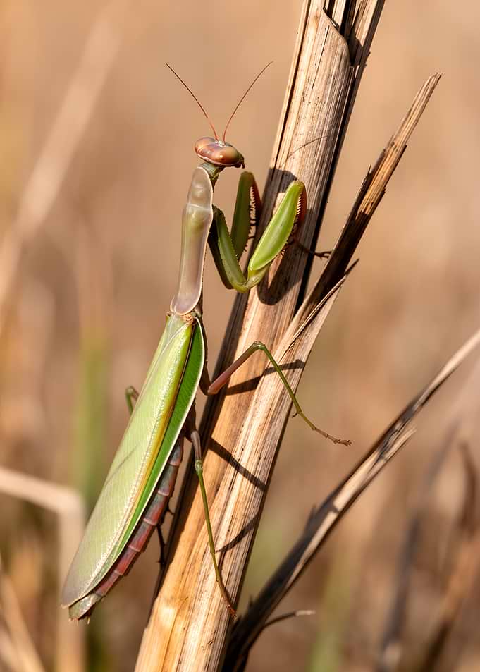 Praying Mantis on Dry Stalk