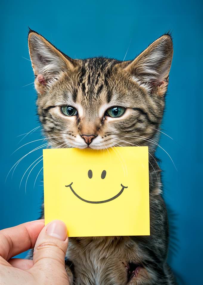 Kitten Holding a Smiley Face Sticky Note