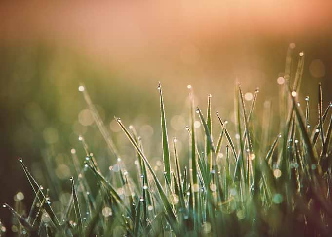 Dewdrops on Grass Blades at Sunrise