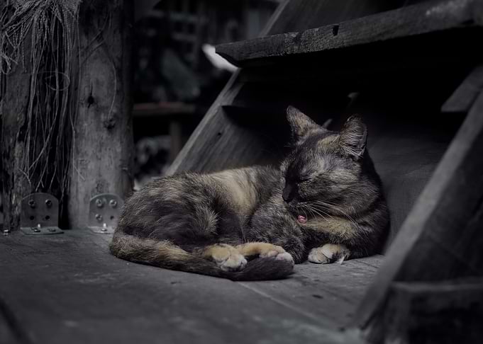 Tortoiseshell Cat Sleeping on Wooden Surface - Vietnam