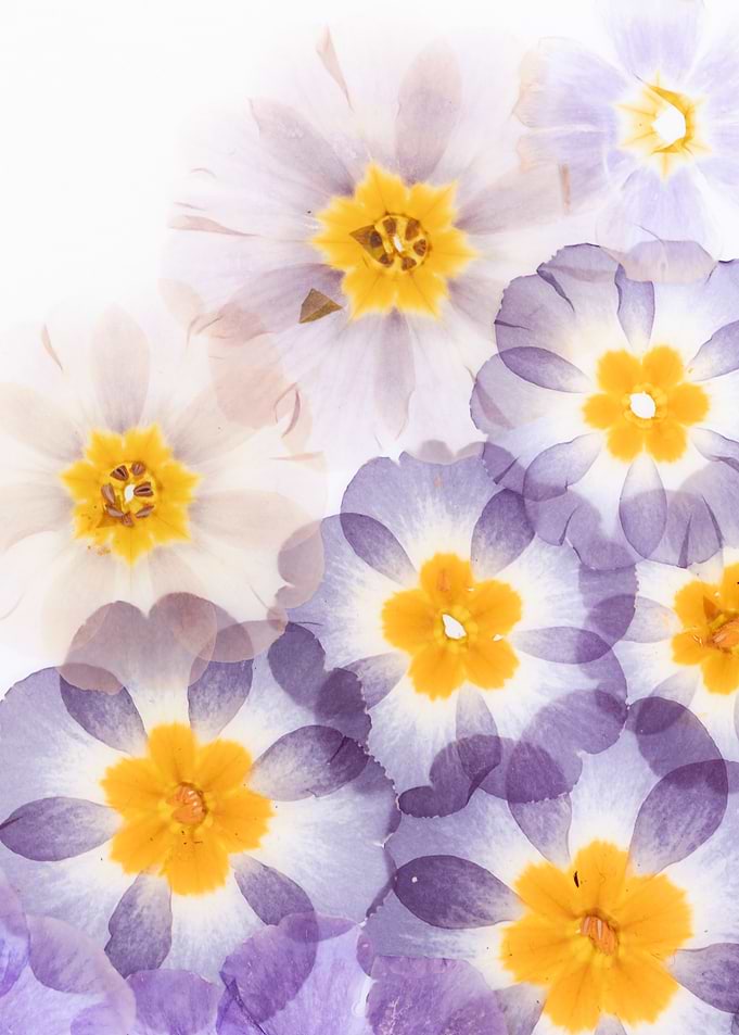 Overlayed Purple and White Flowers