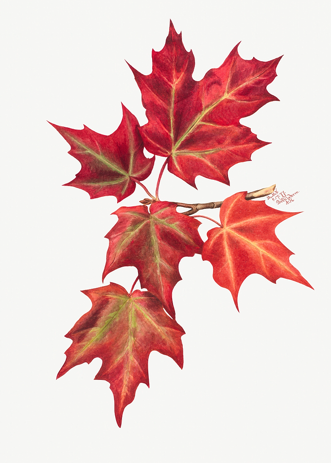 Red Maple Leaves on a Branch, mary vaux walcott
