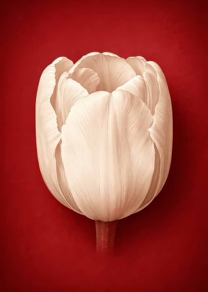 Cream Tulip on Red Background