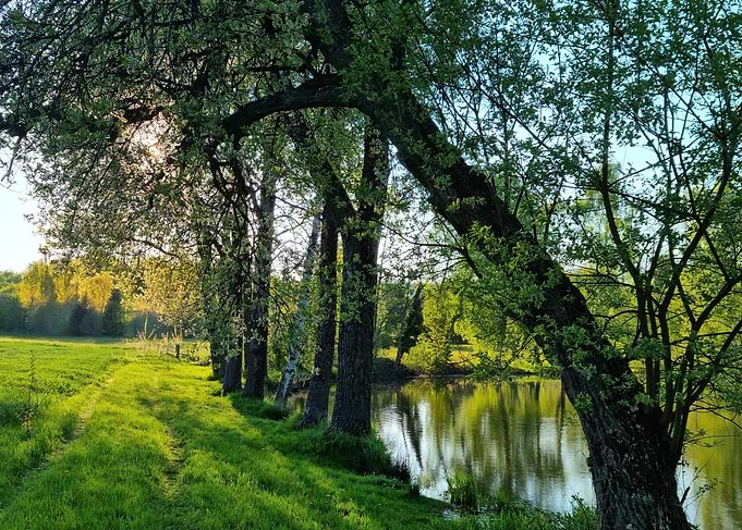 Lush Green Path by Water