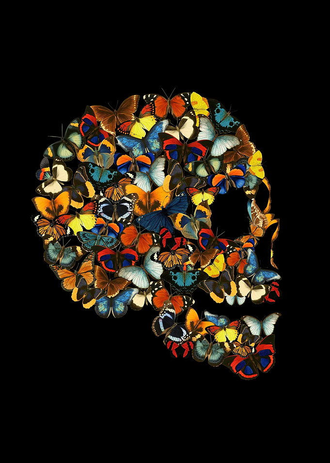 Butterfly Skull Collage