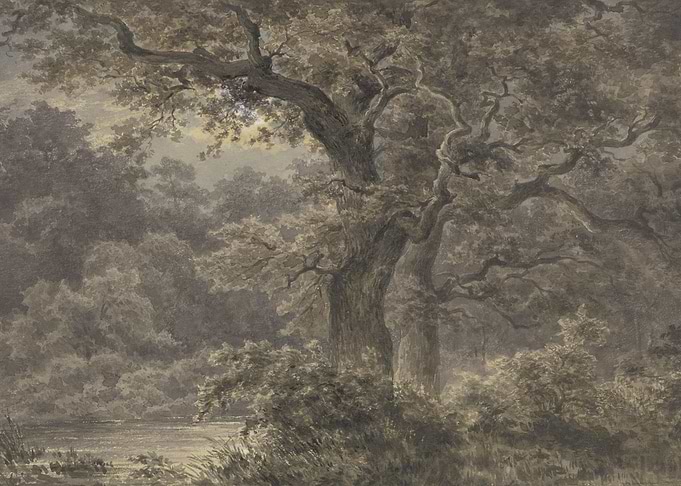 Misty Forest Landscape with Ancient Trees