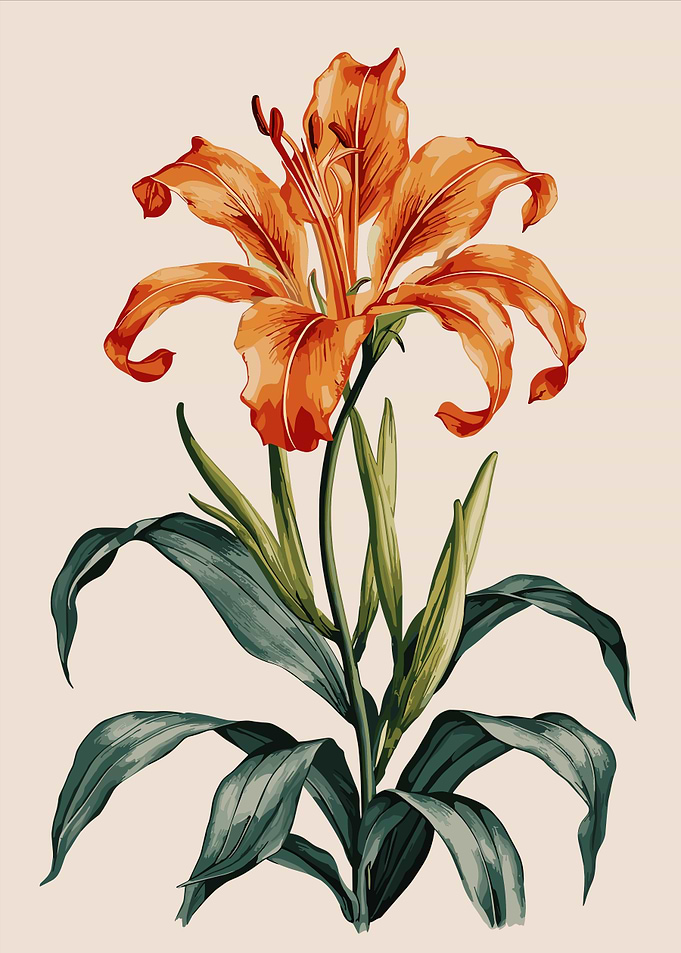 Orange Lily Flower Illustration