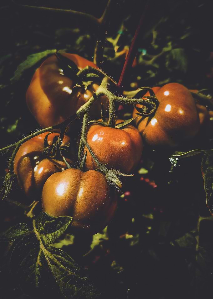 Moody Rustic Tomatoes