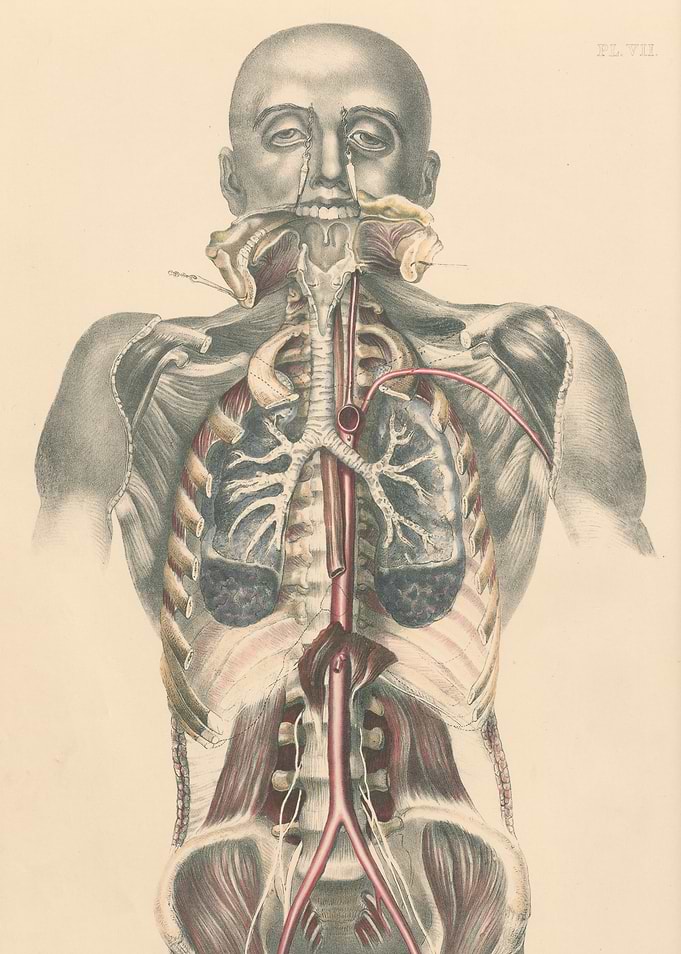 Anatomical Illustration of Human Torso