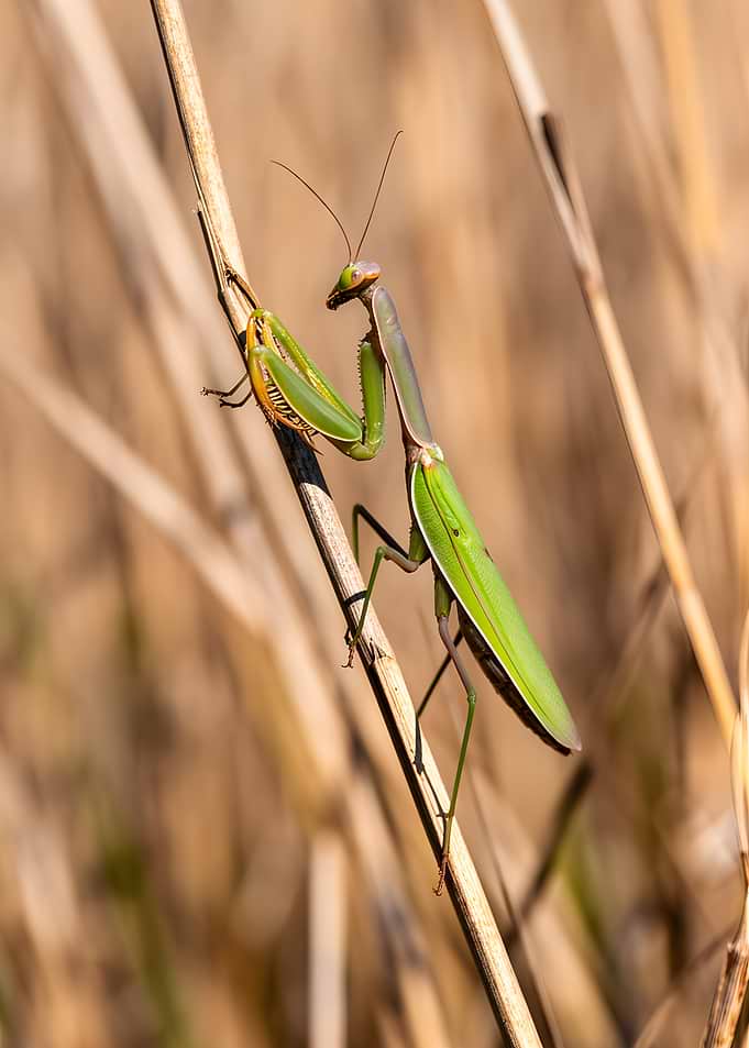 Praying Mantis on Dry Stalks