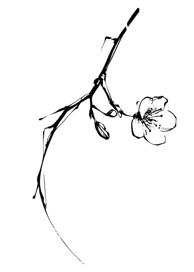 Black and white cherry blossom branch