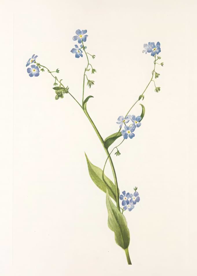 Forget-Me-Nots Botanical Illustration,mary vaux walcott