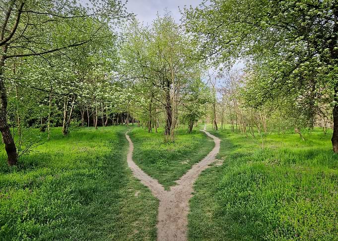 Fork in the Path
