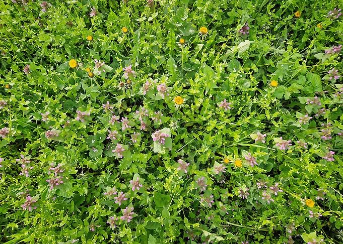 Wildflowers and Greenery