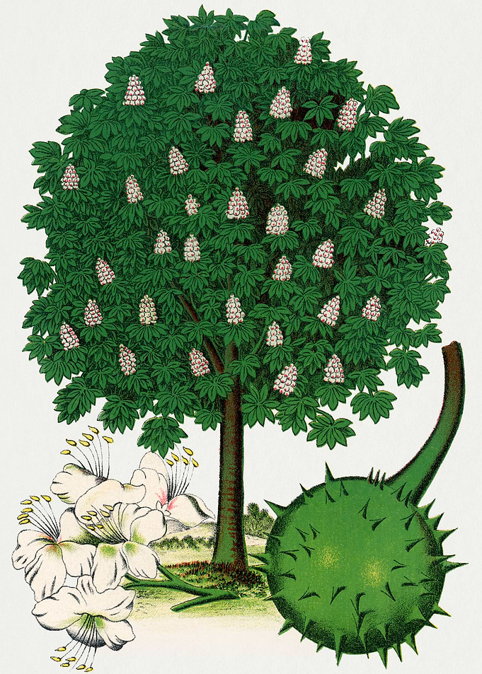 Horse Chestnut Tree with Flowers and Fruit