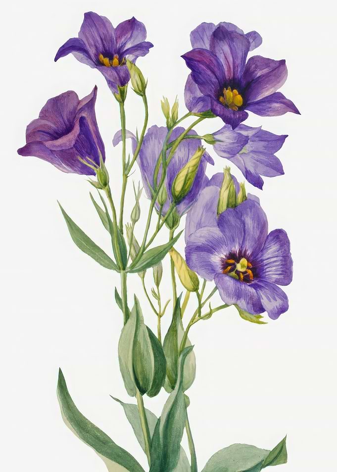Purple Eustoma Flowers Watercolor Painting, mary vaux walcott