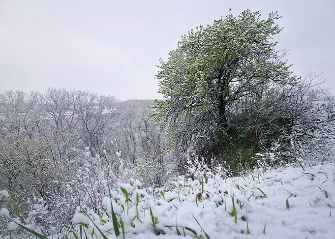 Snowfall on Spring Trees