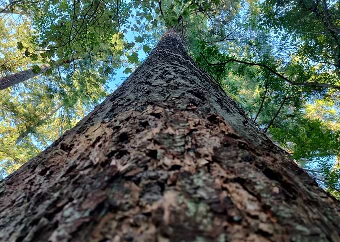 Looking up a tall tree trunk