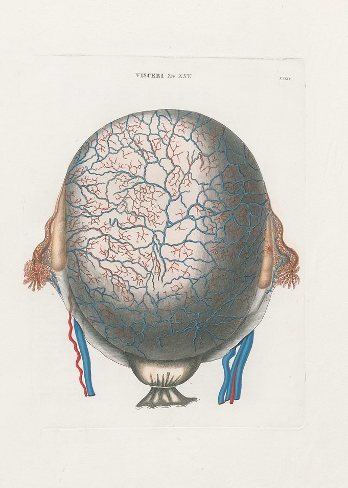 Anatomical Illustration of the Brain's Vasculature