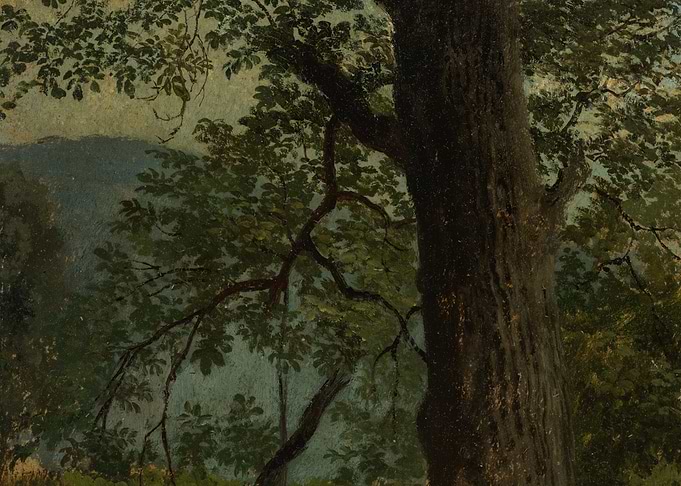 Ancient Tree in a Forest