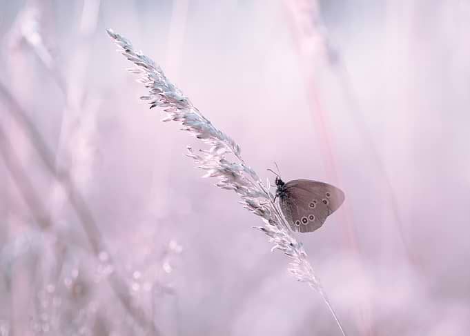 Butterfly on a blade of grass