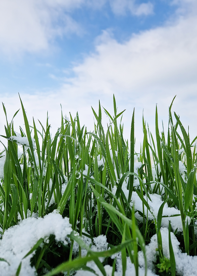 Green Grass with Snow and Sky