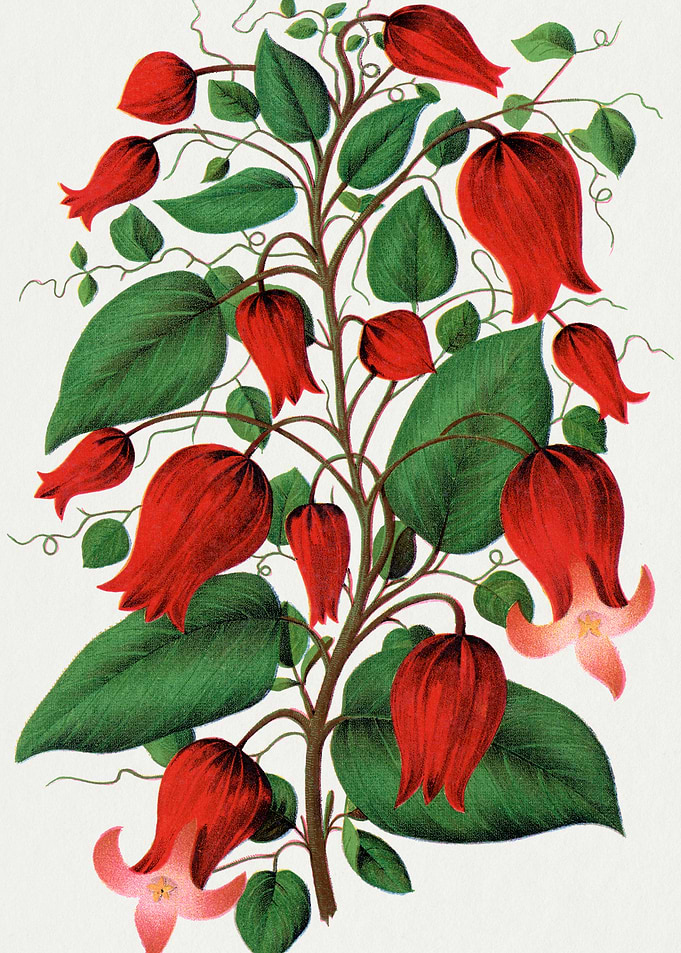 Red Bell Flowers and Green Leaves
