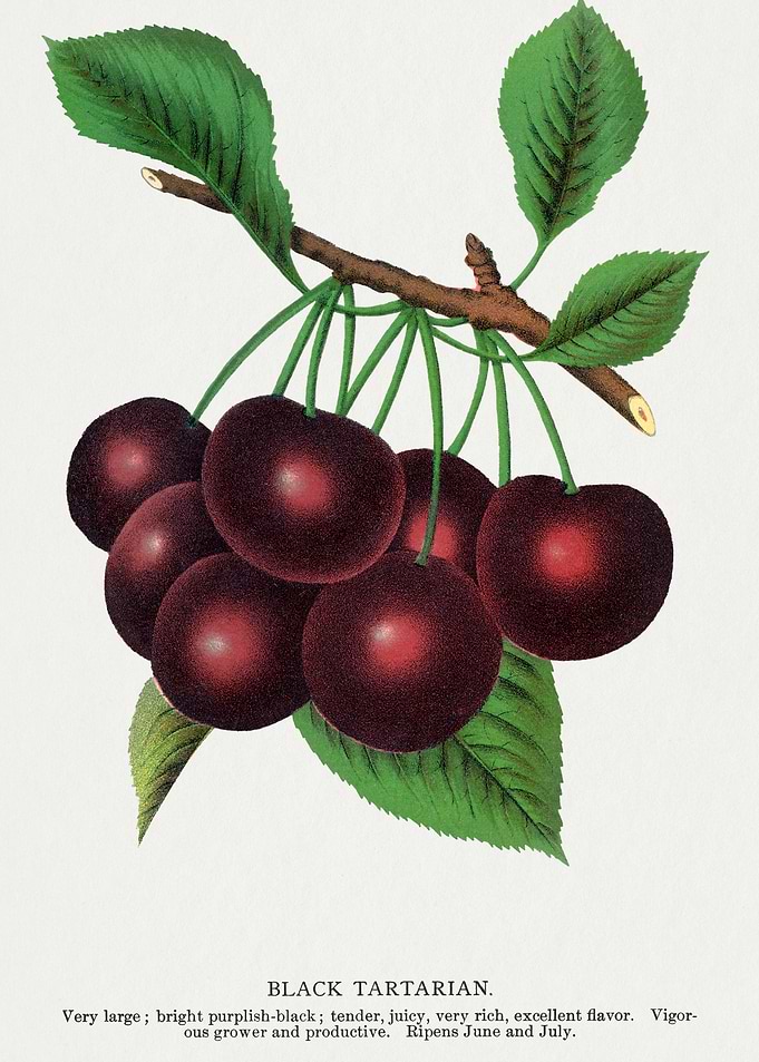 Black Tartarian Cherries Illustration
