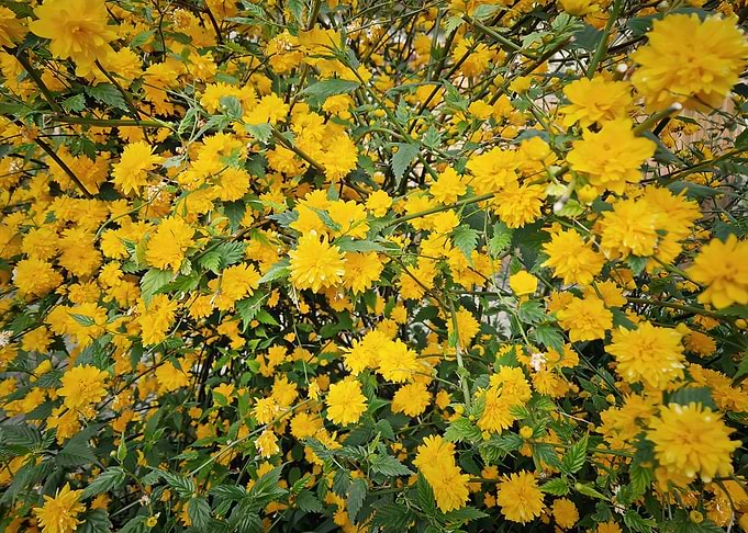Bush of Yellow Flowers