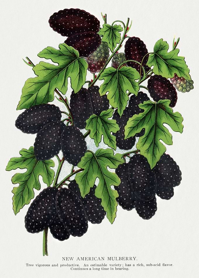 New American Mulberry Illustration