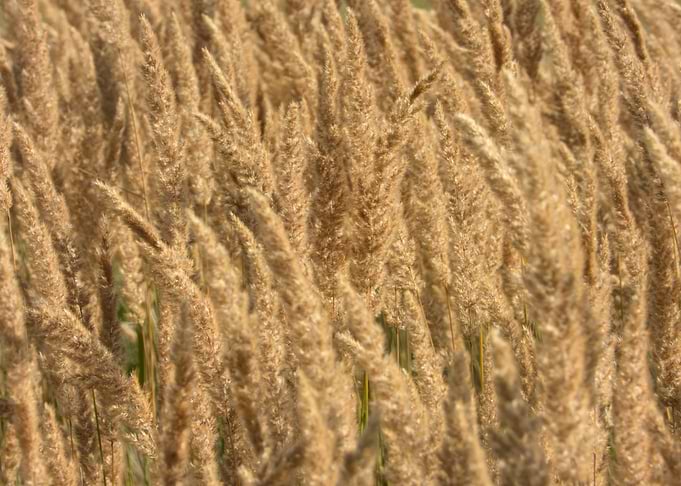 Golden Wheat Field