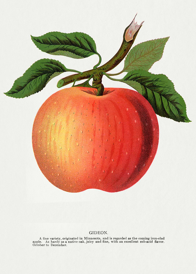 Gideon Apple Illustration