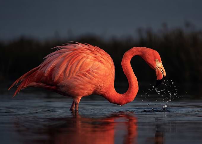 Flamingo drinking water at dusk