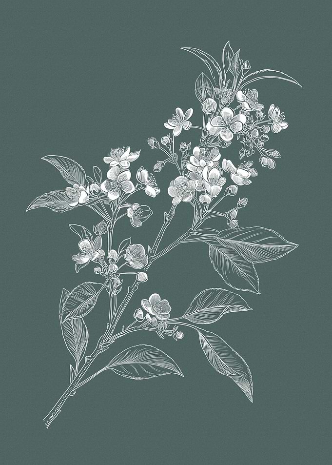 White Cherry Blossoms on Teal Background